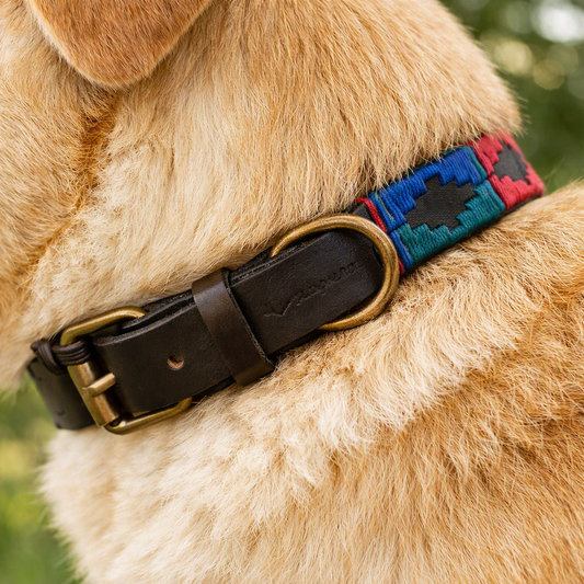 Bespoke Pampeano Dog Collar